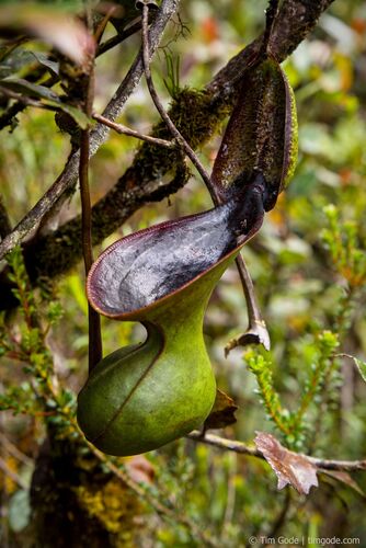 Nepenthes lowii
