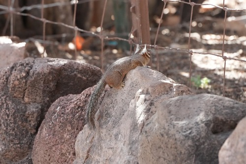 Cliff Chipmunk observed by rangerwild