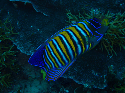 Pygoplites diacanthus