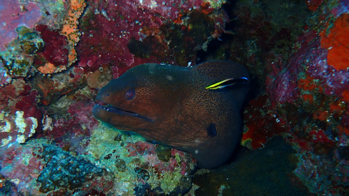 Gymnothorax javanicus