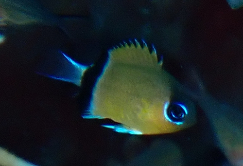 Pycnochromis retrofasciatus