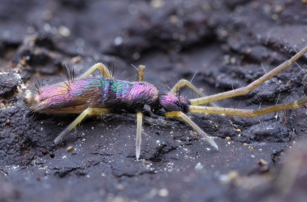 Parnees Insect Paronellidae from Guangzhou on February 21, 2026 at 09:20 PM by Spark ...