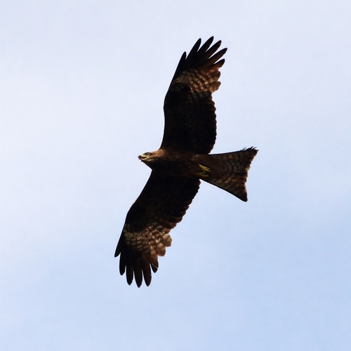 Black Kite