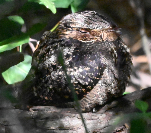 Chuck-will's-widow observed by david275