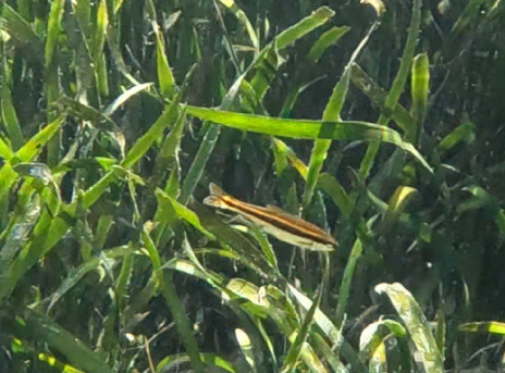 Pteronotropis harperi