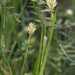 Carex microdonta - Photo (c) Layla, todos los derechos reservados, subido por Layla