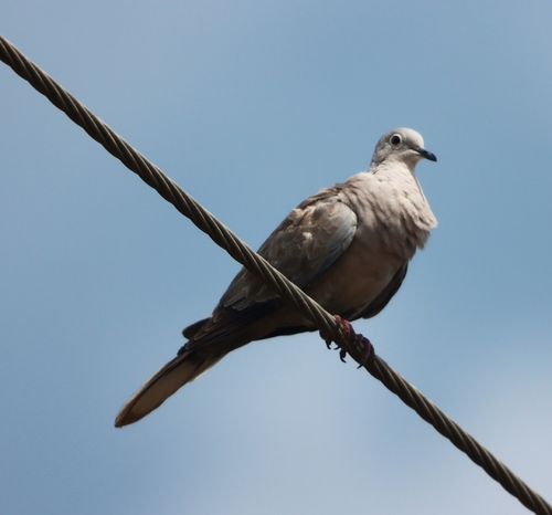 Eurasian Collared-Dove