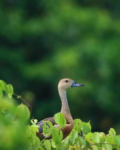 Lesser Whistling-Duck