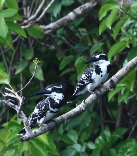 Pied Kingfisher
