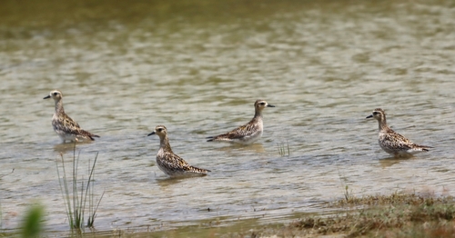 Pacific Golden-Plover