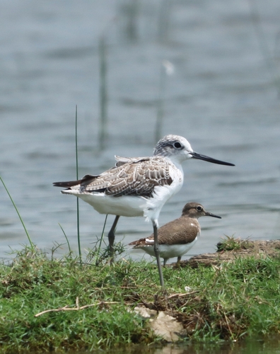 Common Greenshank
