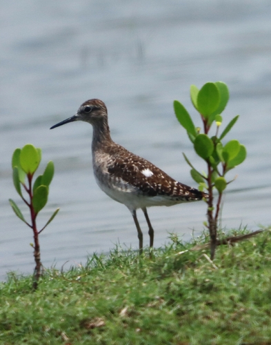 Wood Sandpiper