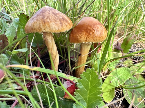 iNaturalist observation photo of Gymnopilus aurantiophyllus