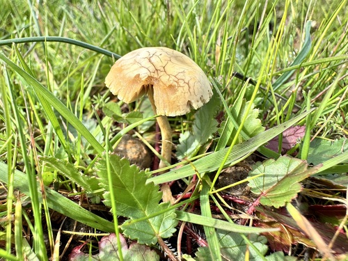 iNaturalist observation photo of Common Fieldcap