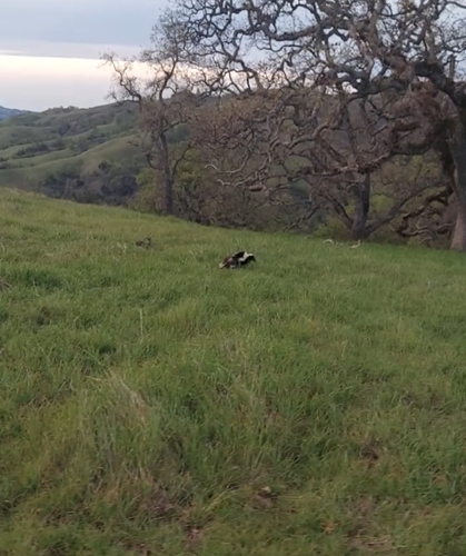 iNaturalist observation photo of Striped Skunk