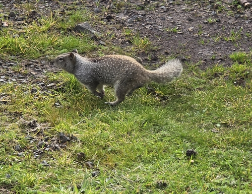 Douglas's Ground Squirrel observed by yamagatagal
