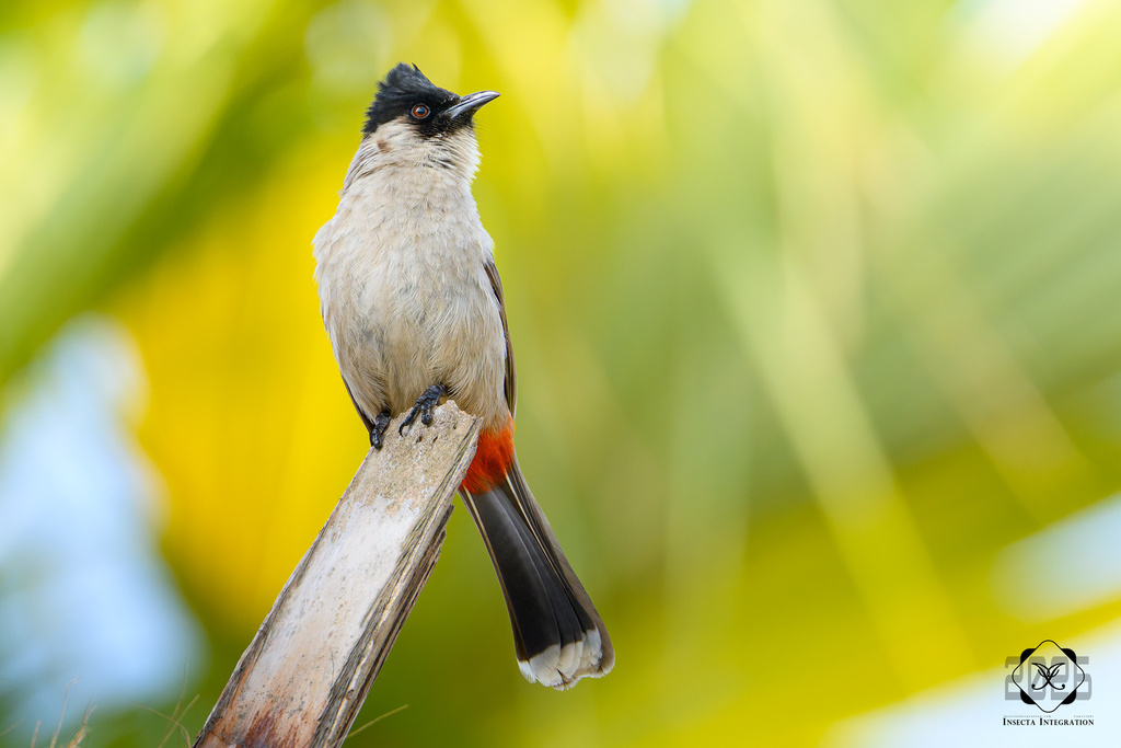 Sooty-headed Bulbul (Pycnonotus aurigaster)
