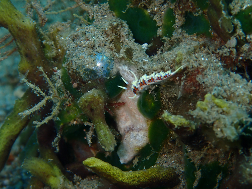 Caloria indica
