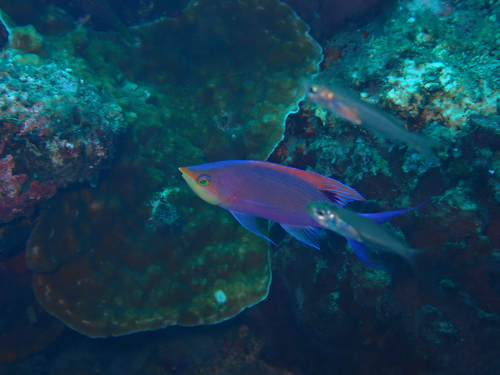 Mirolabrichthys tuka