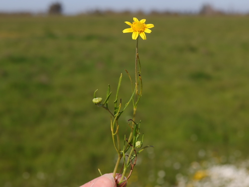 iNaturalist observation photo of California goldfields
