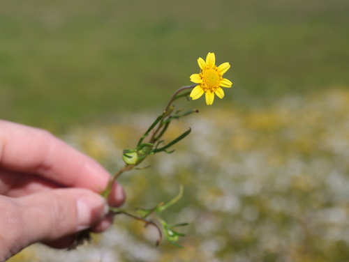 iNaturalist observation photo of California goldfields