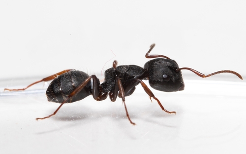 Camponotus tripartitus