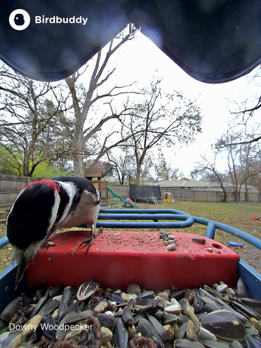 Downy Woodpecker