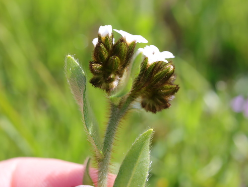 iNaturalist observation photo of Rusty Popcornflower