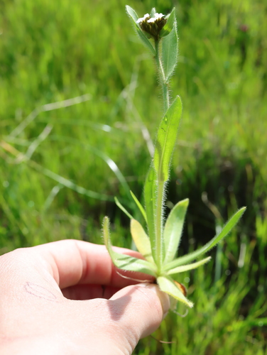 iNaturalist observation photo of Rusty Popcornflower