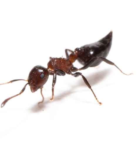 Crematogaster corticicolaCrematogaster corticicola