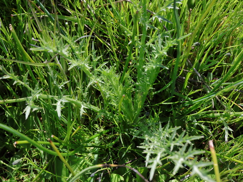 iNaturalist observation photo of Great Valley Coyote-thistle