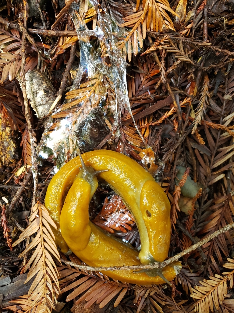 California Banana Slug from Emerald Hills, CA 94062, USA on February 13 ...