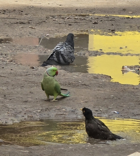 Indian Rose-ringed Parakeet