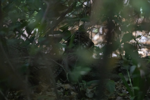 Chuck-will's-widow observed by airb28