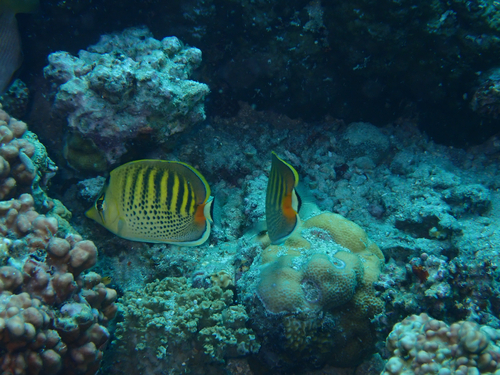 Chaetodon punctatofasciatus