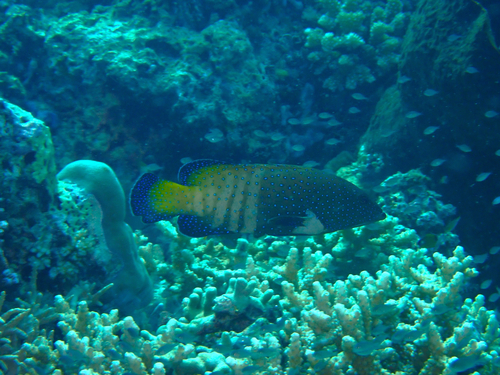 Cephalopholis argus