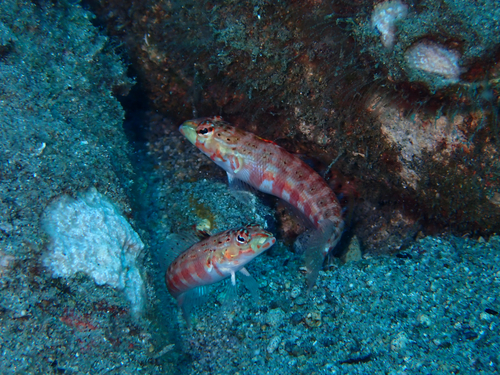 Parapercis schauinslandii