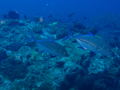 Caranx melampygus