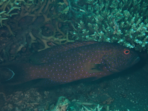 Variola albimarginata