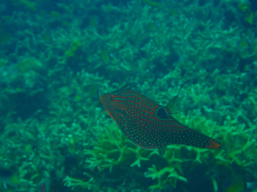 Canthigaster papua