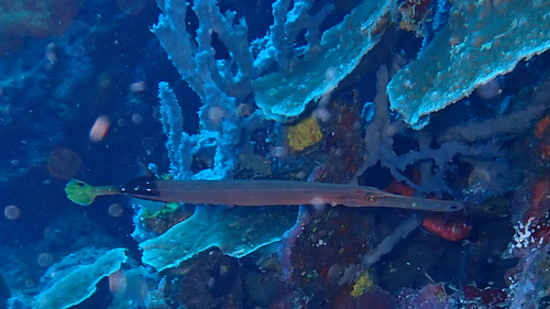 Aulostomus chinensis