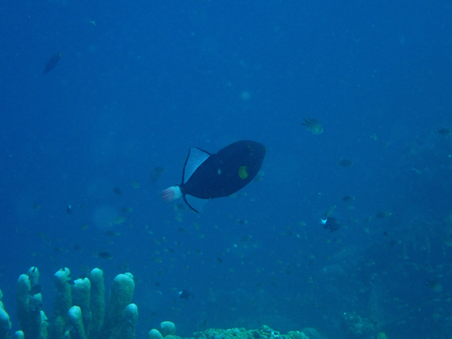 Melichthys vidua