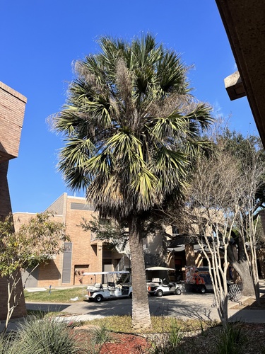 Mexican Palmetto