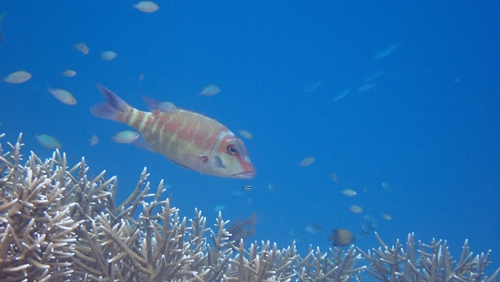 Lethrinus erythropterus