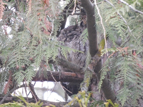 Western Screech-Owl observed by mike2096