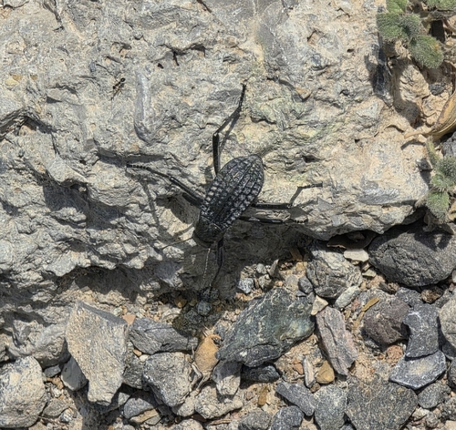 Pitted Beetle
