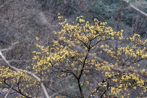 Chinese Sassafras