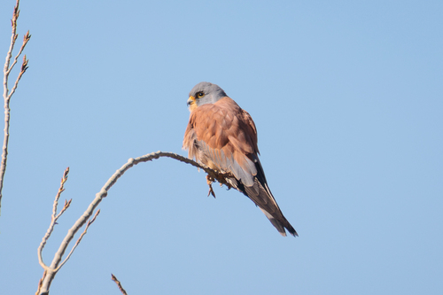 Lesser Kestrel