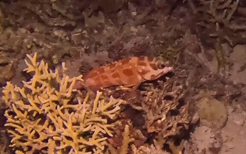 Epinephelus fasciatus
