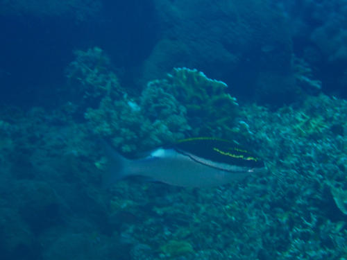 Scolopsis bilineata